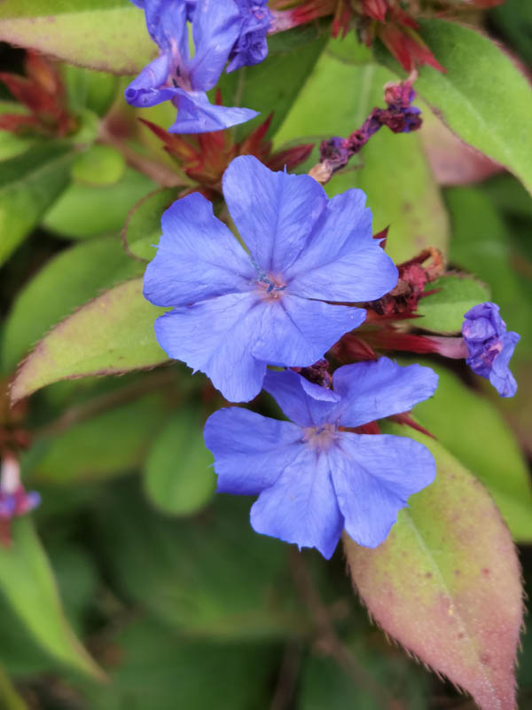 Ceratostigma plumbaginoides